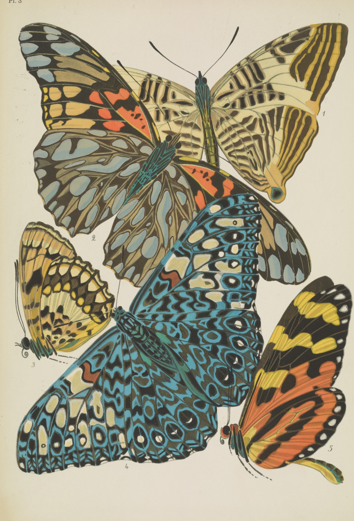 Papillons (planche 3) d'Emile-Allain Séguy, 1925 - Carte postale