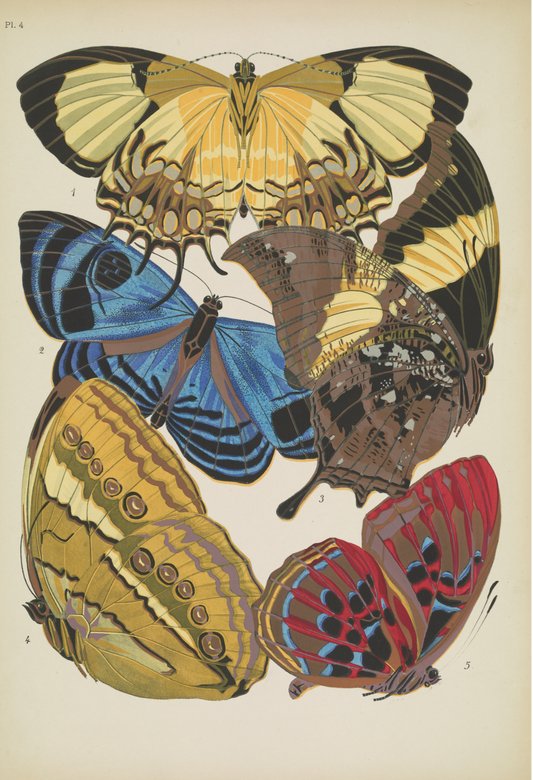 Papillons (lámina 4) de Emile-Allain Séguy, 1925 - Postal