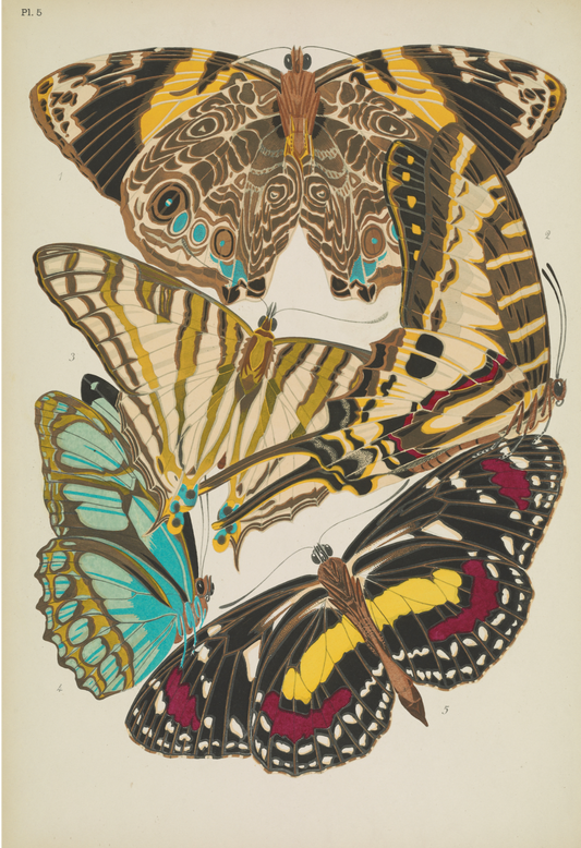 Papillons (planche 5) d'Emile-Allain Séguy, 1925 - Carte postale