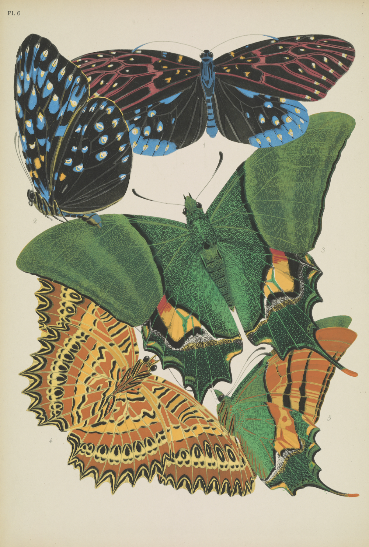 Papillons (planche 6) d'Emile-Allain Séguy, 1925 - Carte postale