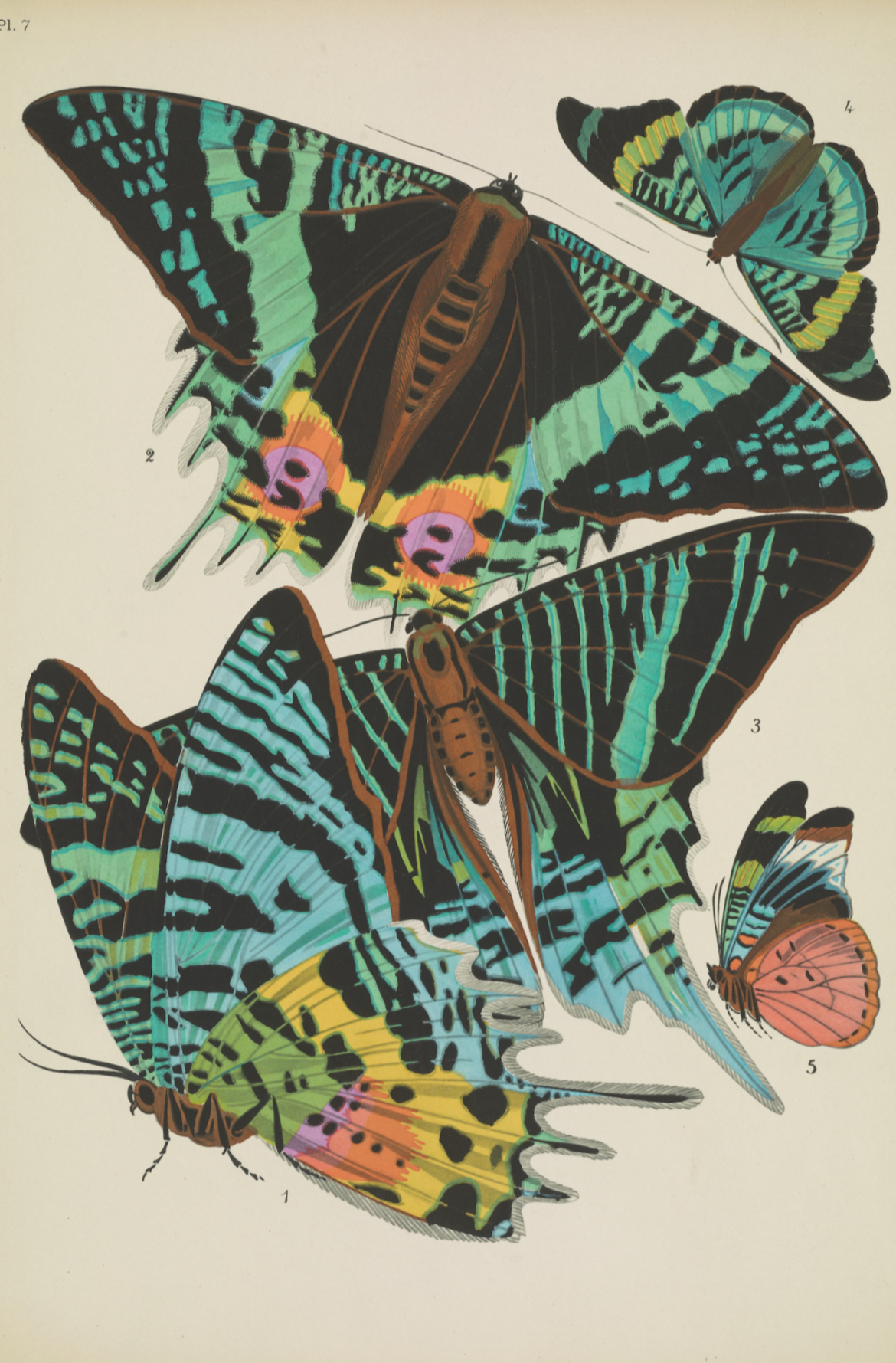 Papillons (lámina 7) de Emile-Allain Séguy, 1925 - Postal