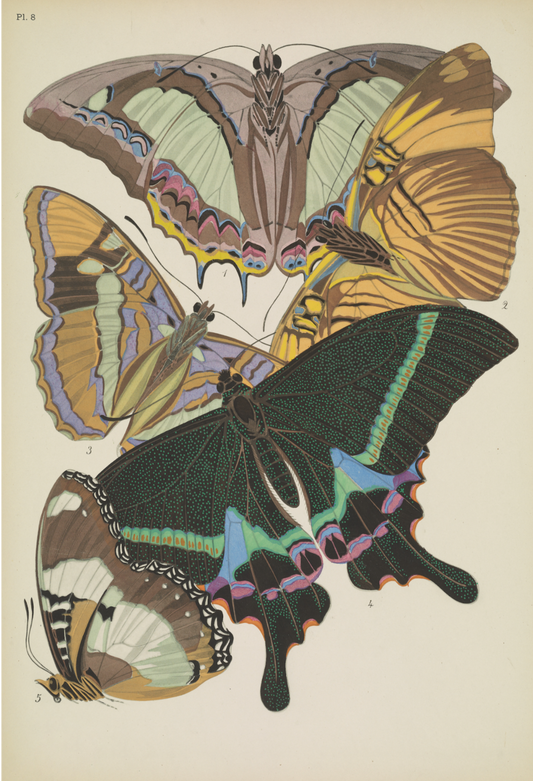 Papillons (lámina 8) de Emile-Allain Séguy, 1925 - Postal