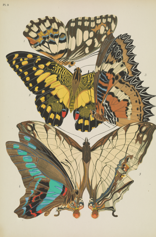 Papillons (lámina 9) de Emile-Allain Séguy, 1925 - Postal