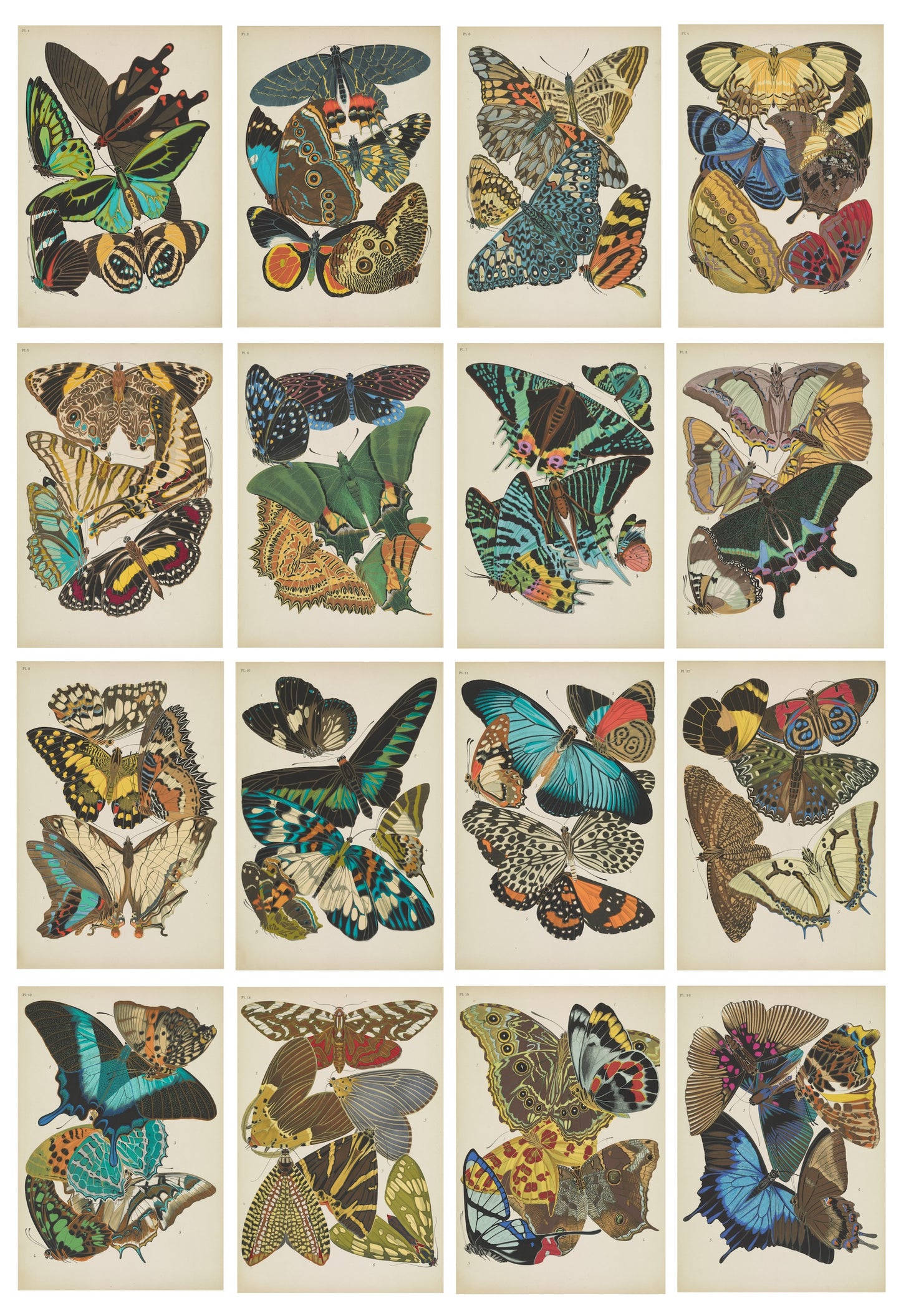 The Butterflies Postcard Collection by Emile-Allain Séguy
