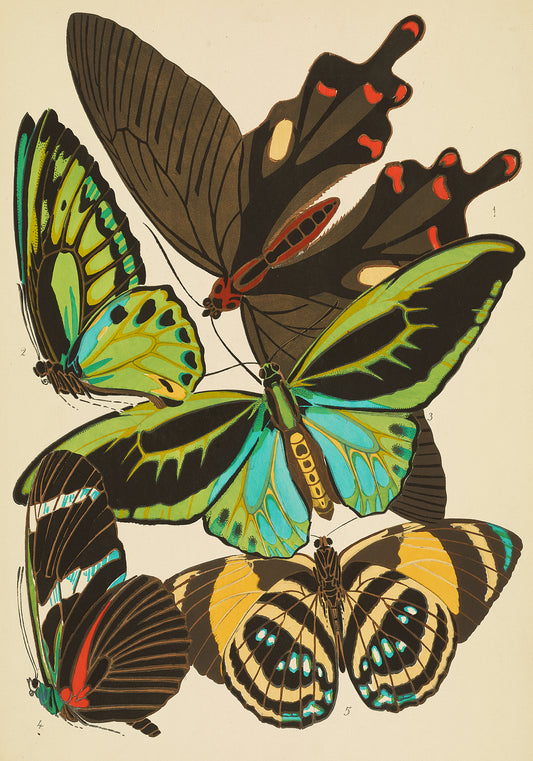 Papillons Plate 1 par EA Seguy - Papier d'emballage