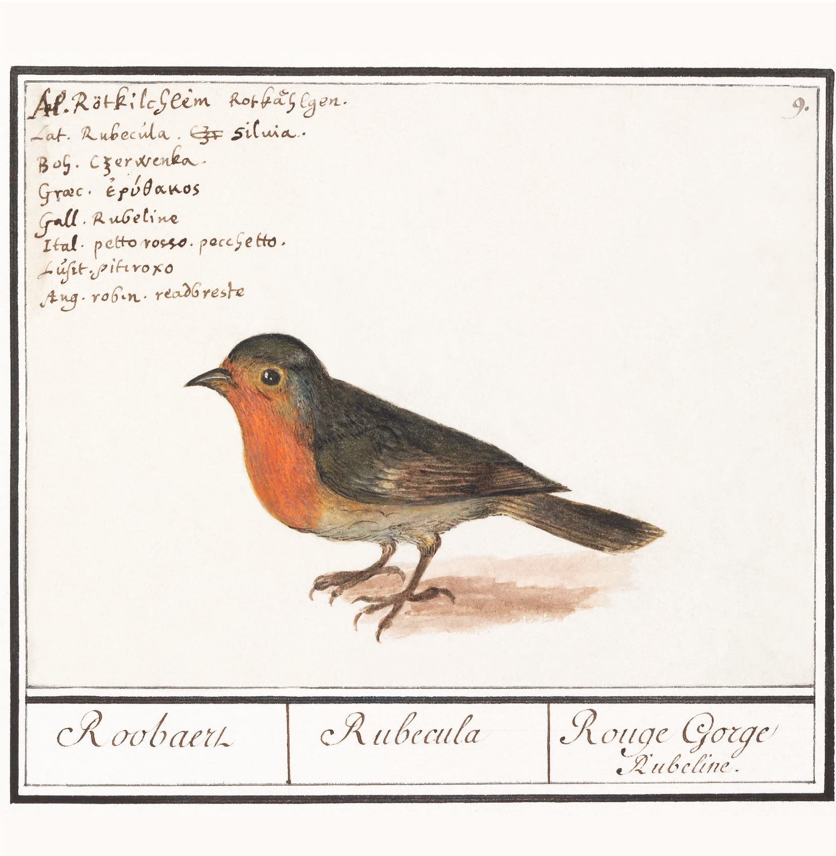 Robin, Erithacus rubecula by Anselmus Boetius de Boodt, 1596-1610 - Square Greetings Card Media 2 of 9