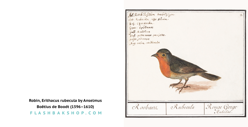 Robin, Erithacus rubecula by Anselmus Boetius de Boodt, 1596-1610 - Square Greetings Card