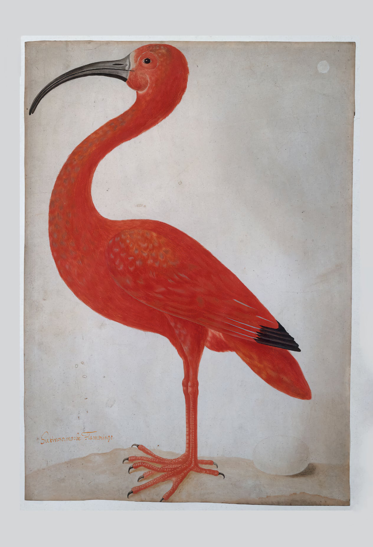 Scarlet Ibis with an Egg by Dorothea Maria Gsell, 1699 - Postcard