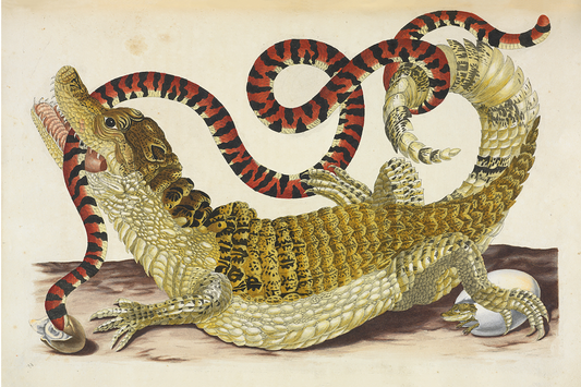 Surinam Caiman mordiendo serpiente de coral falso sudamericano por Maria Sibylla Merian, 1719 - Postal