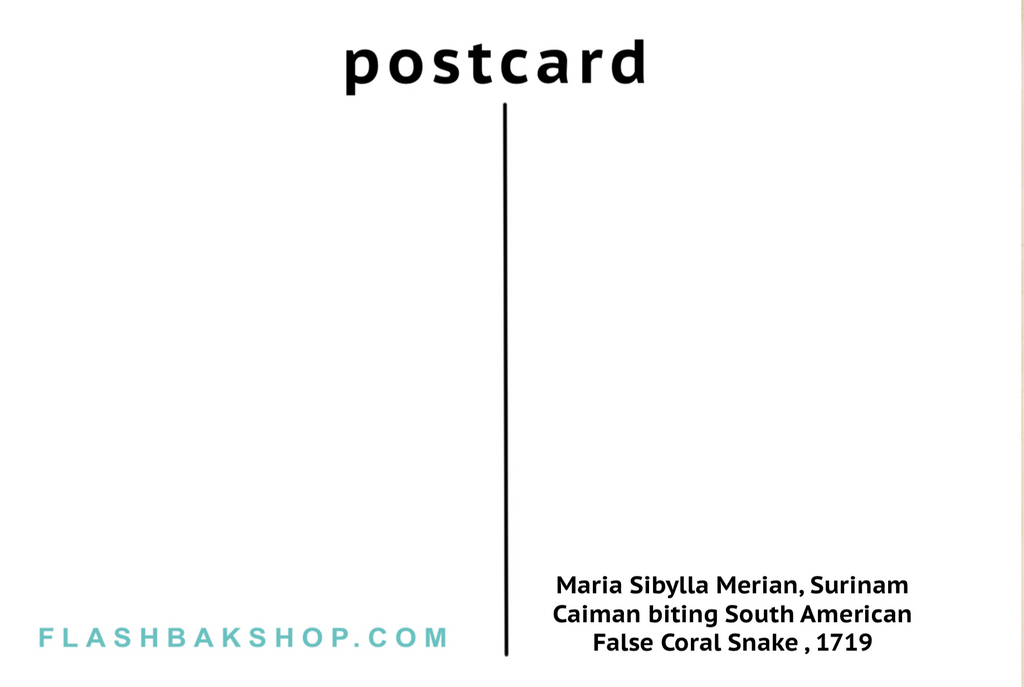 Surinam Caiman biting South American False Coral Snake by Maria Sibylla Merian, 1719 - Postcard