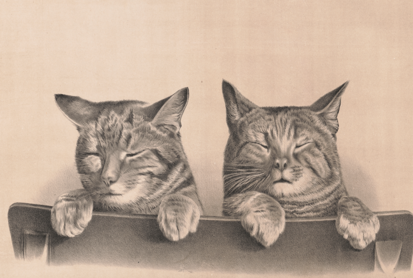 Two sleeping cats by Thomas Hunter, 1874 - Postcard