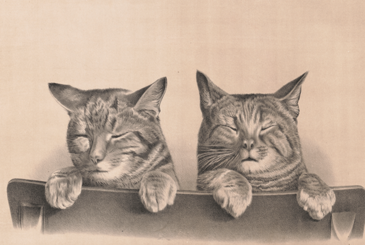 Dos gatos durmiendo de Thomas Hunter, 1874 - Postal