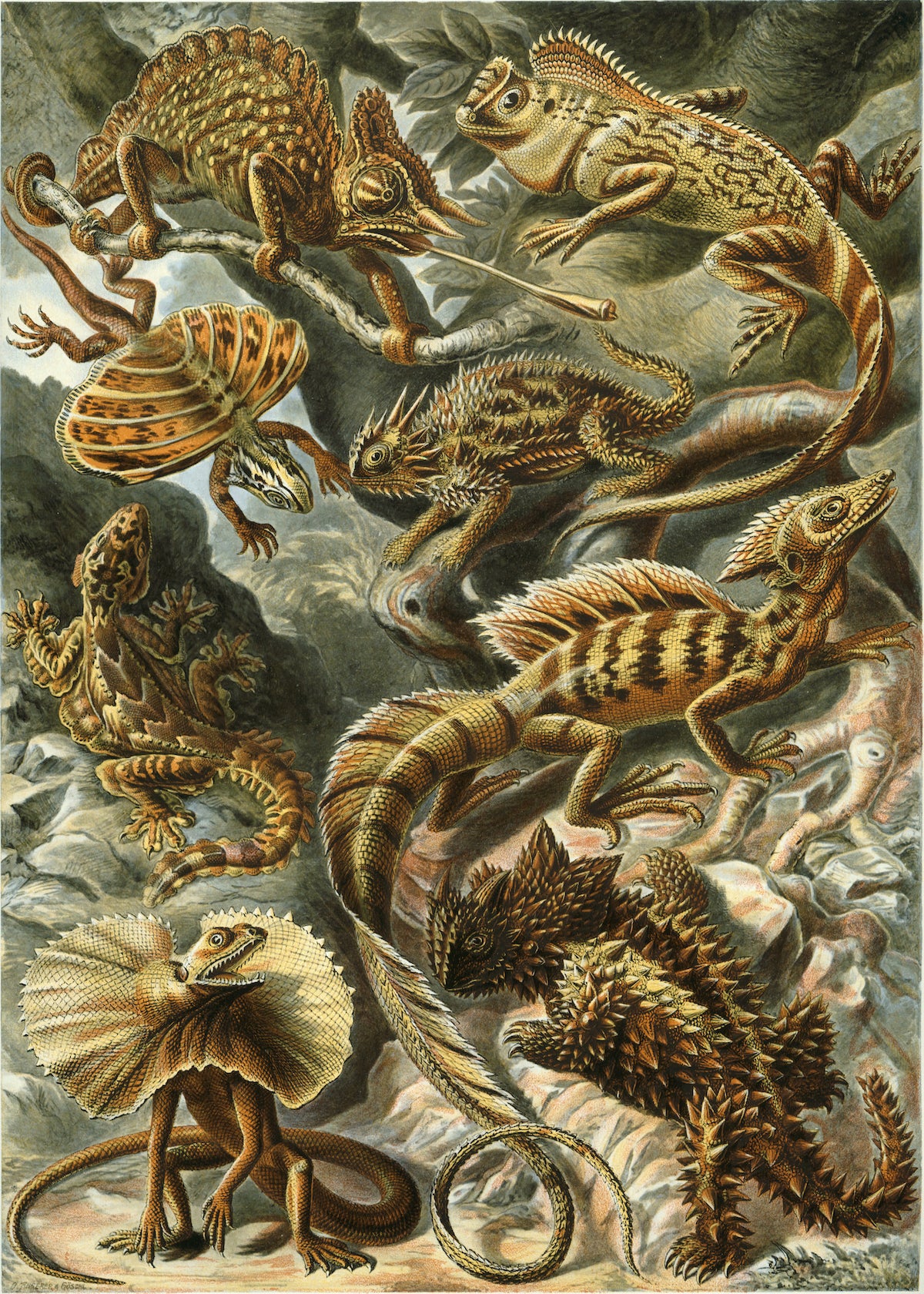 Lithographic plate from Ernst Haeckel's Kunstformen der Natur (1904) depicts a variety of lizards.