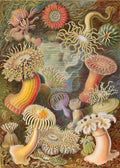 Actiniae from Ernst Haeckel's Kunstformen der Natur, 1904 - Wrapping Paper