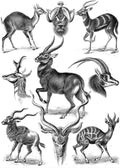 Antilopina by Ernst Haeckel, 1904 - Wrapping Paper
