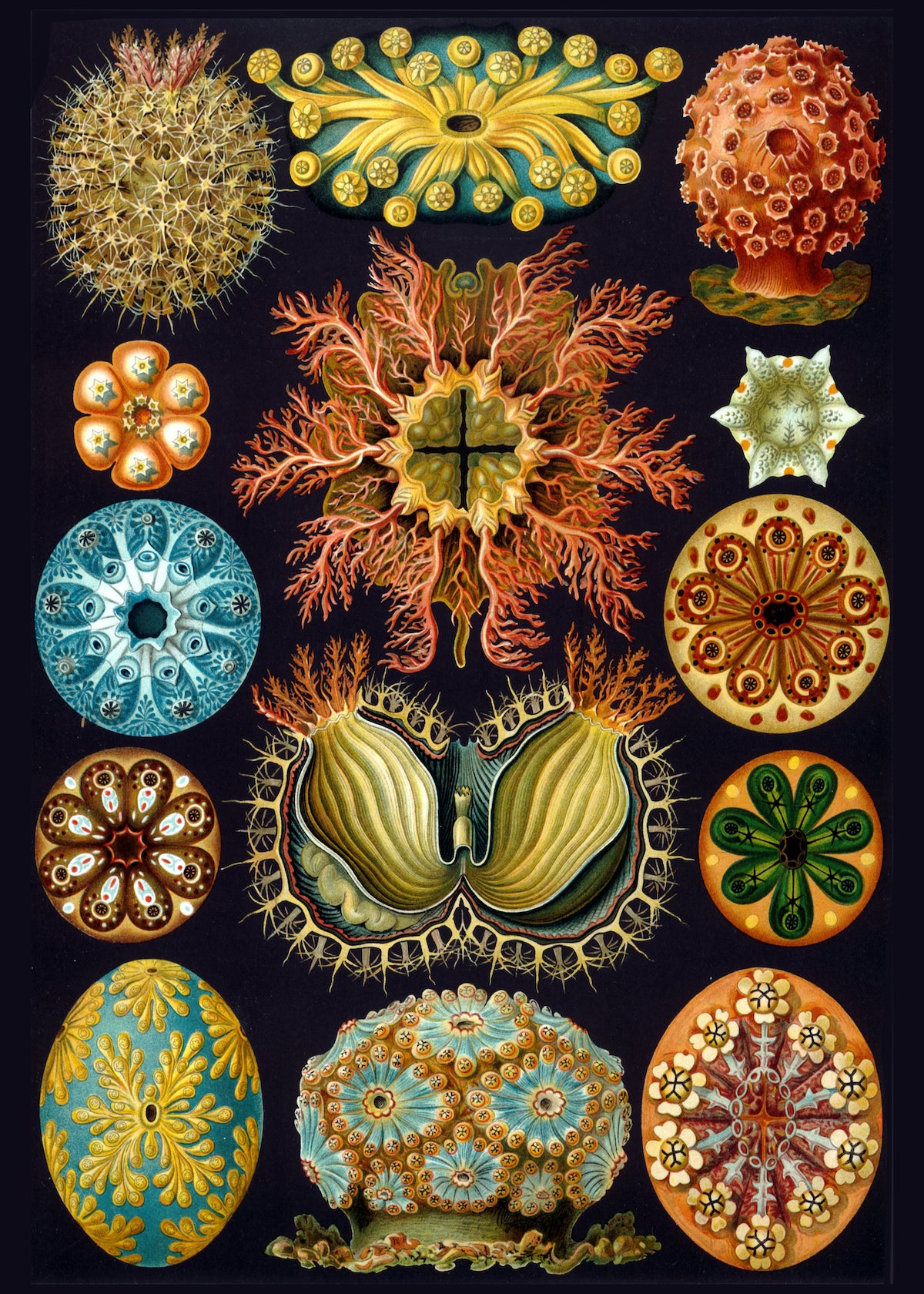 Wrapping paper featuring Ascidiae from Ernst Haeckel's Kunstformen der Natur (Art forms of Nature) of 1904.