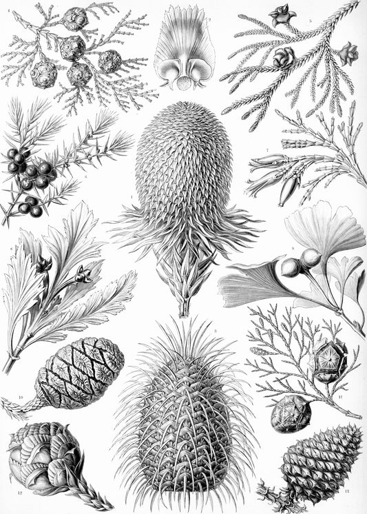 Wrapping Paper featuring Coniferae by Ernst Haeckel, Art Forms of Nature, 1904.