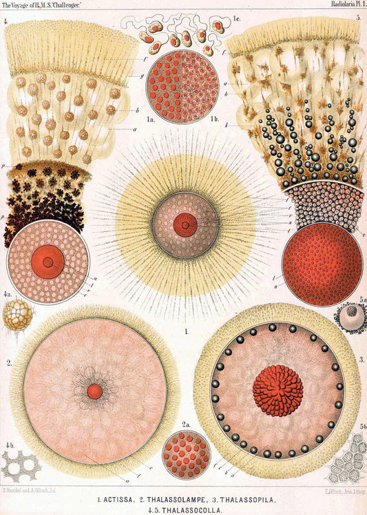 Ernst Haeckel : Radiolaria, From Report on the Scientific Results of the Voyage of the H.M.S. Challenger (1873-1876), Vol. XVIII Report on the Radiolaria - wrapping paper.