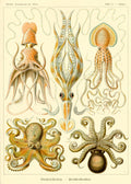 Gamochonia from Kunstformen der Natur by Ernst Haeckel, 1904 - Wrapping Paper Sheet x 1 (50cm x 70cm)
