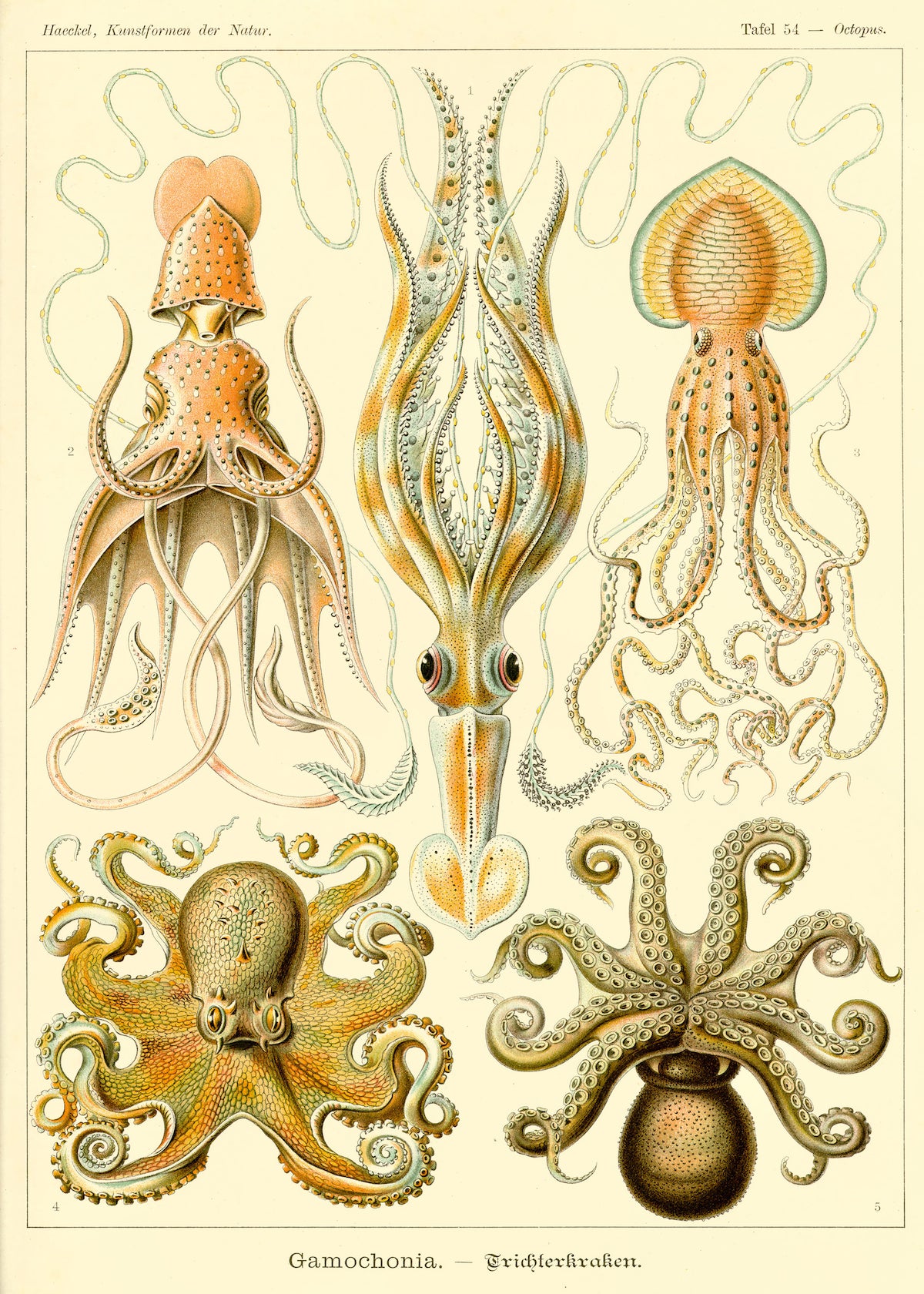 Gamochonia from Kunstformen der Natur by Ernst Haeckel, 1904 - Wrapping Paper Sheet x 1 (50cm x 70cm)