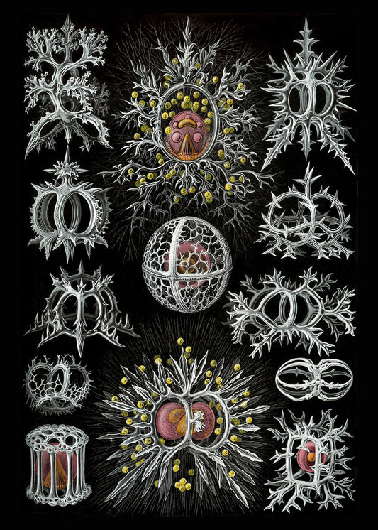 Stephoidea de Ernst Haeckel, 1904 - Papel de regalo