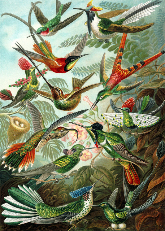 Trochilidae by Ernst Haeckel, 1904 - Wrapping Paper