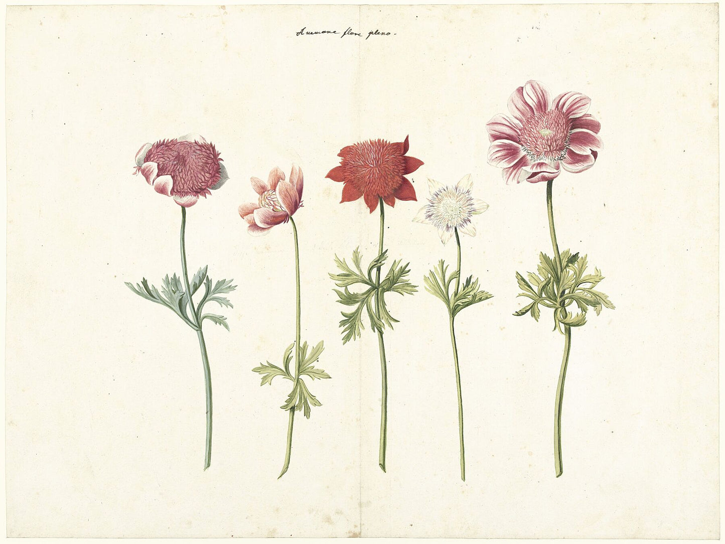 Five Studies of Anemones, anonymous - c. 1760-1770