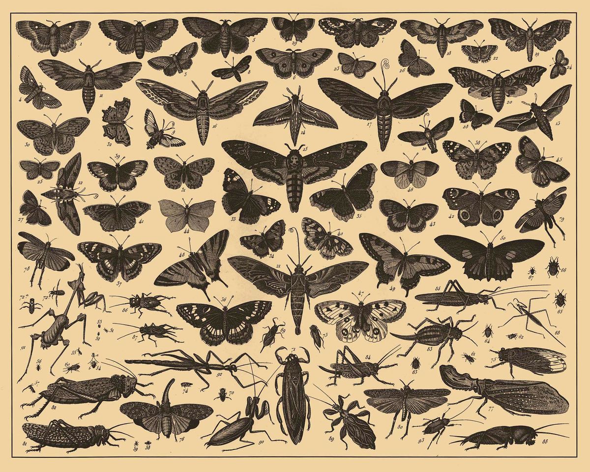 Insects From the Brockhaus and Efron Encyclopedic Dictionary - c. 1900