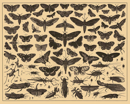 Insectos del Diccionario Enciclopédico Brockhaus y Efron - c. 1900 