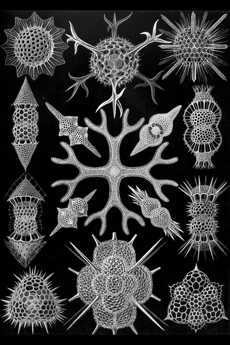 Spumellaria de Ernst Haeckel's Kunstformen der Natur - 1899