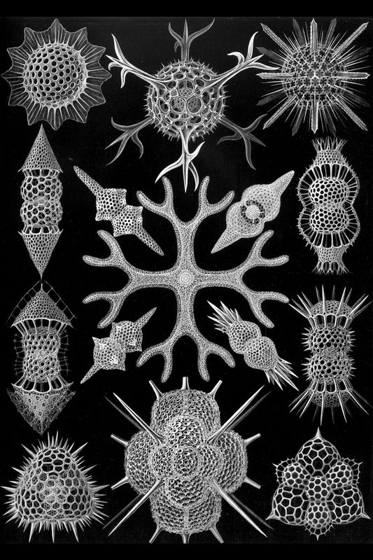 Spumellaria de Kunstformen der Natur de Ernst Haeckel - 1899 