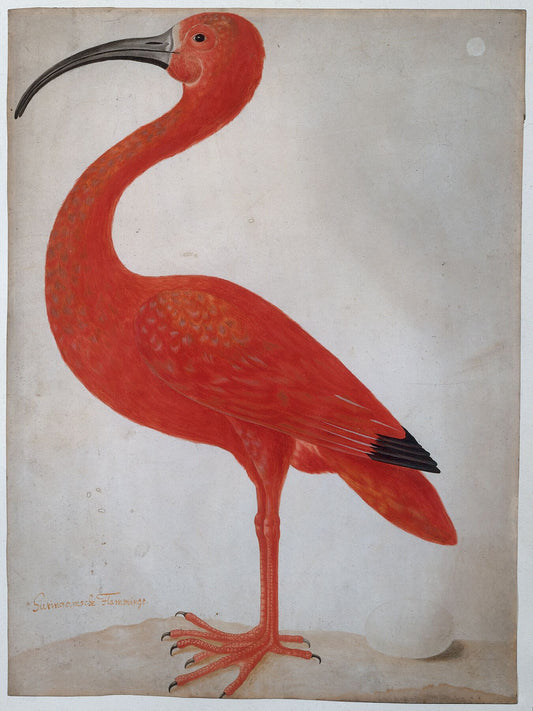 Illustrations  Dorothea Maria Gsell  Birds  Animals  17th Century