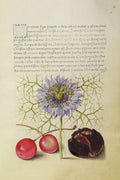 Love-in-a-Mist, Sweet Cherry y Spanish Chestnut 