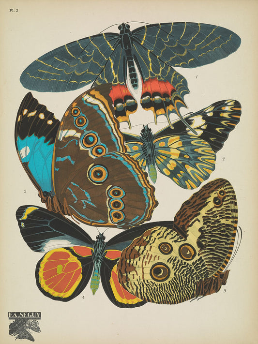 Papillons (lámina 2) de Emile-Allain Séguy - 1925