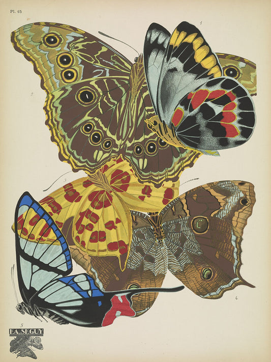 Papillons (planche 15) d'Emile-Allain Séguy - 1925 