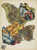 Papillons (plate 15) by Emile-Allain Séguy - 1925