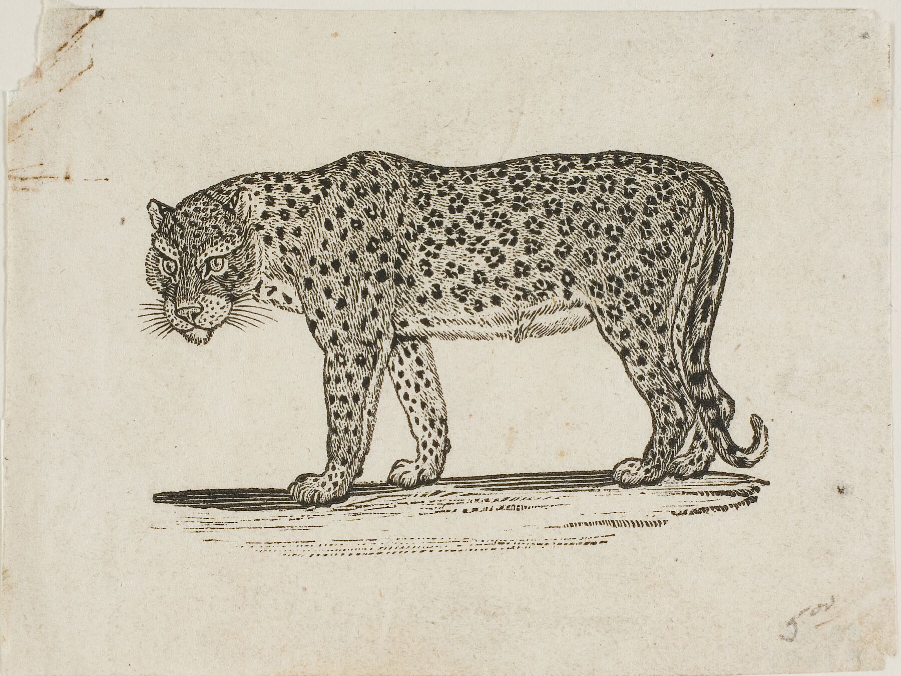 Leopard by Thomas Bewick English - 1753-1828