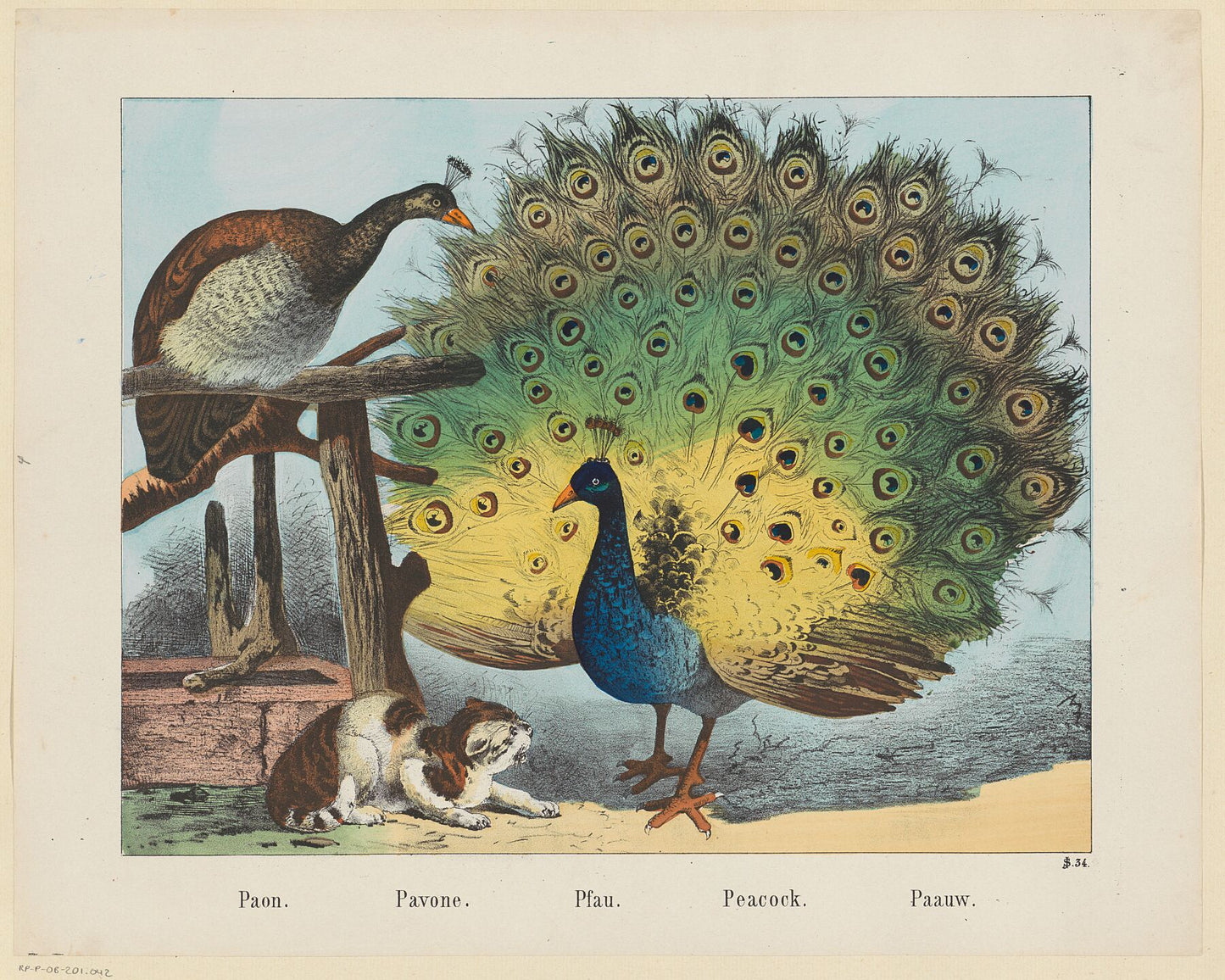 Peacocks by Joseph Scholz - 1829 - 1880