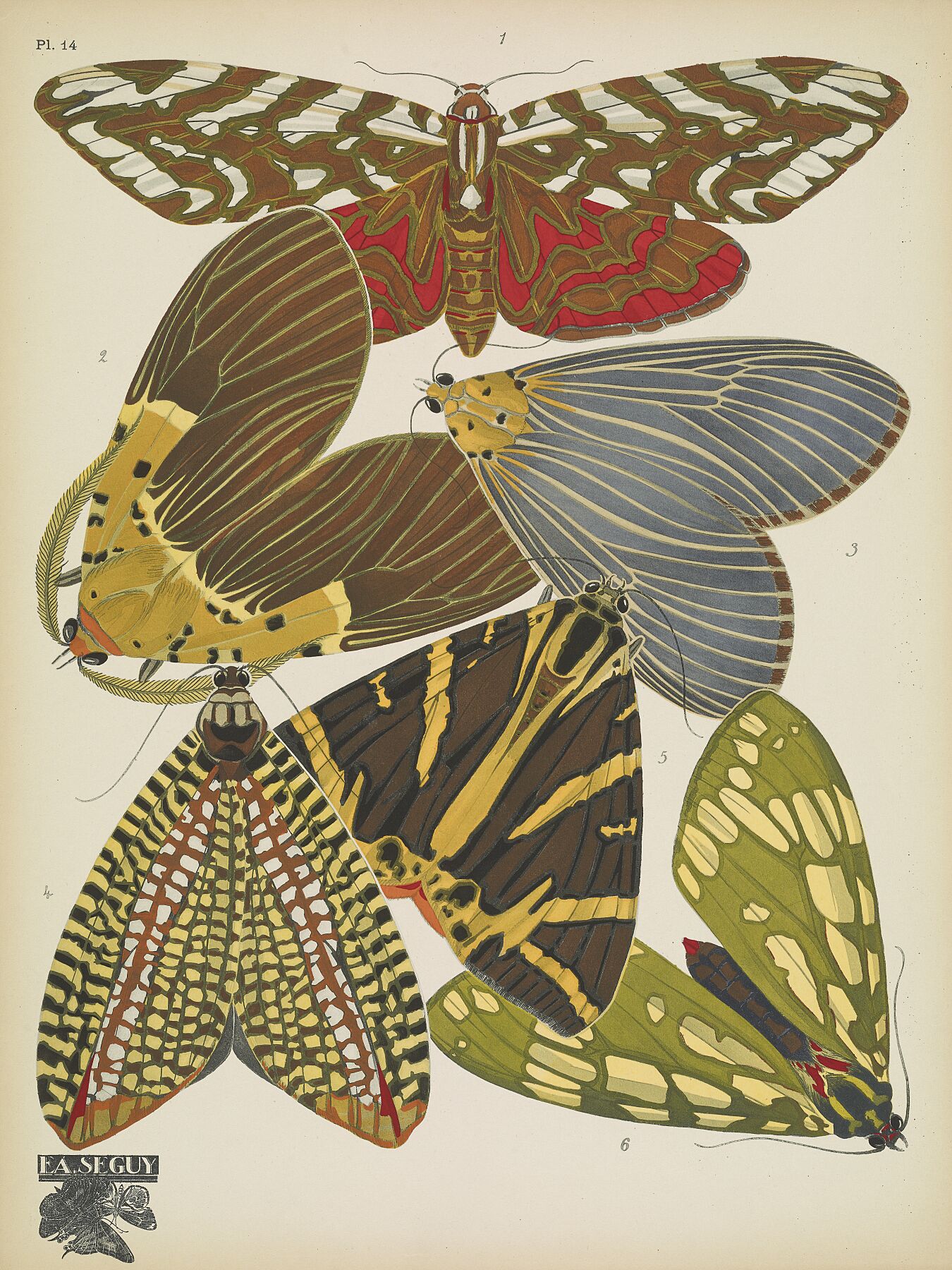 Papillons (planche 14) d'Emile-Allain Séguy - 1925 