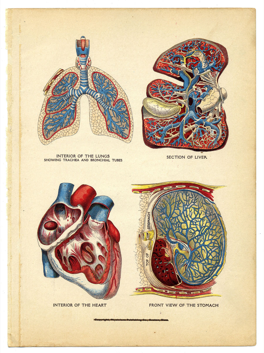 Interior of the Heart, Lungs, Liver and Stomach - 1905