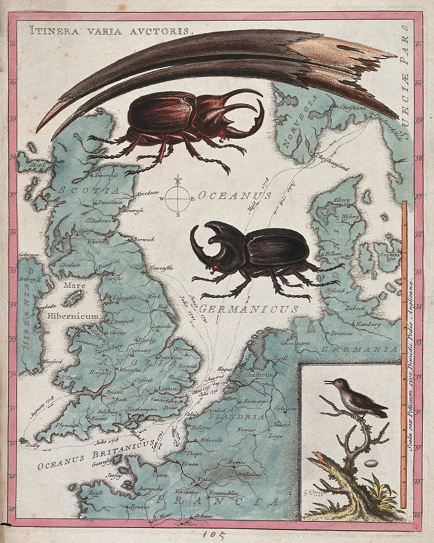 Two Stag Beetles Crawling Over a Map of the World by George Edwards ...
