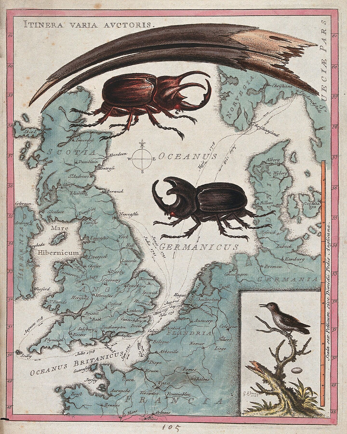 Two stag beetles crawling over a map of the world underneath a large mandible. Coloured etching by George Edwards, 1694-1773