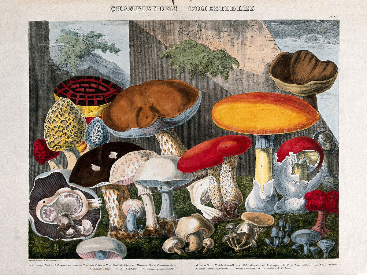 Champignons comestibles par A. Cornillon - ca. 1827