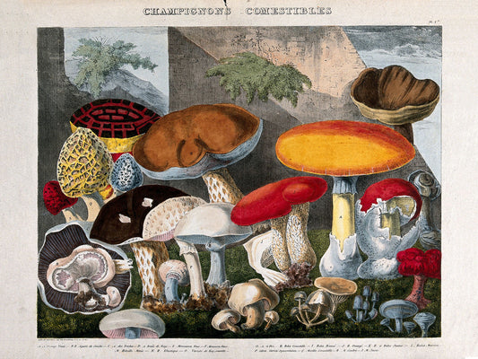 Hongos comestibles por A. Cornillon - ca. 1827