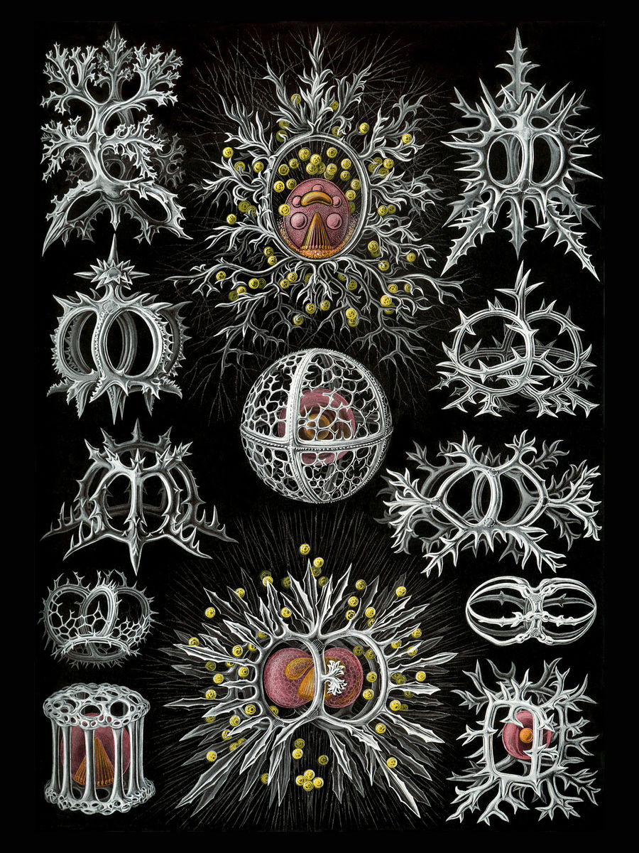Stephoidea by Ernst Haeckel - 1904