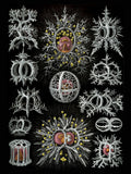 Stephoidea by Ernst Haeckel - 1904