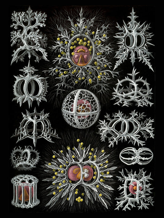 Stephoidea de Ernst Haeckel - 1904