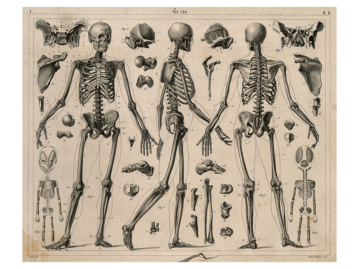 Esqueletos y huesos de H. Winkles - 1830 