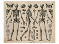 Squelettes et os de H. Winkles - 1830