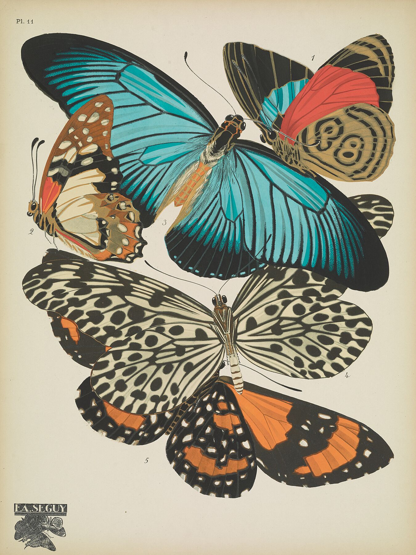 Papillons (planche 11) d'Emile-Allain Séguy, 1925 